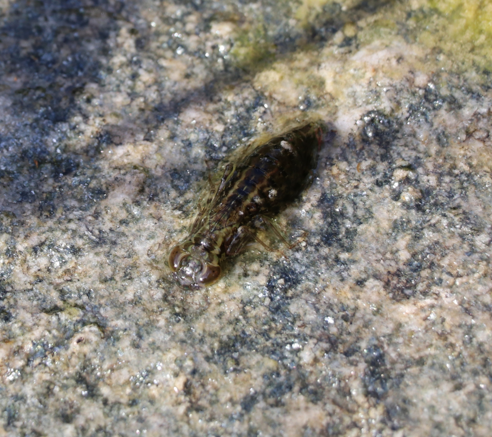 bl-libellule13