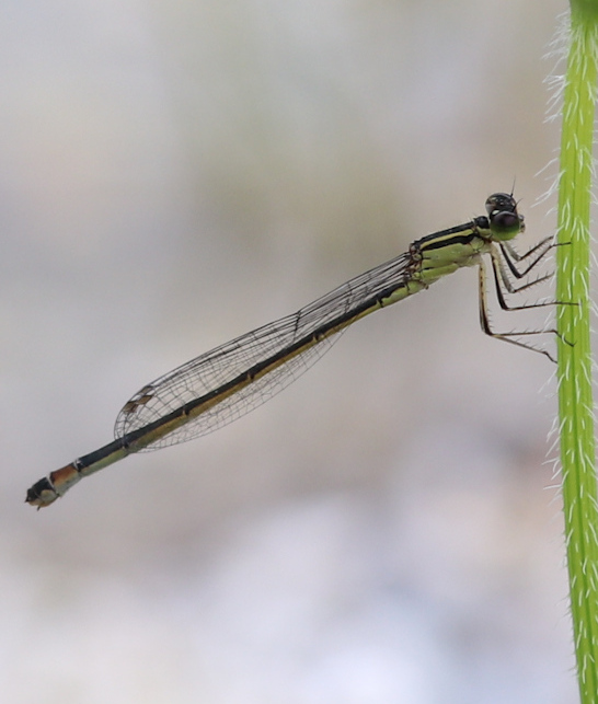 bl-libellule4