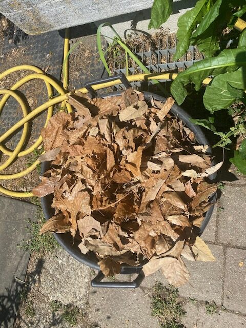 Parte brown