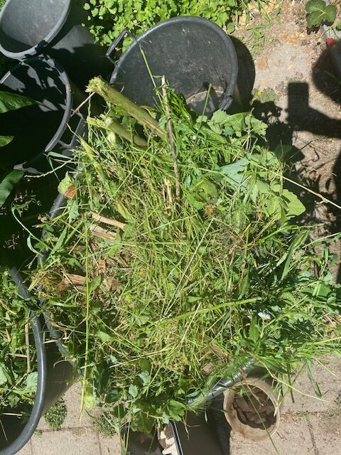 Parte green